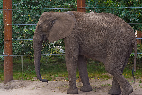 elephant
