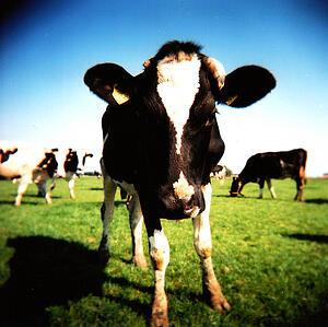 beef