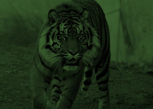 CyberReady_Case_Studies_Melbourne_Zoo_Cover-1